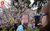 Hàng nghìn người đến lễ hội hoa anh đào vào dịp cuối tuần